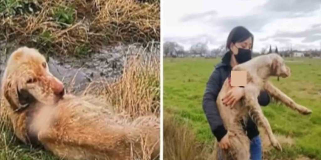 Záchranáři najdou opuštěného loveckého psa hnijícího zaživa na poli a rozhodnou se ji zachránit