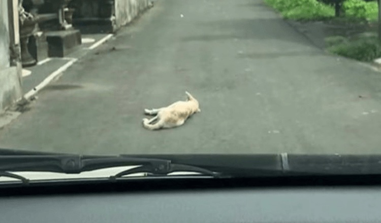 Auto přitáhne Na Psa Ležícího Nehybně Uprostřed Silnice