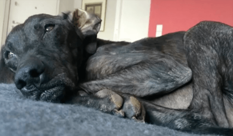 Pes čeká 9 let v útulku, než najde milující pěstounský domov