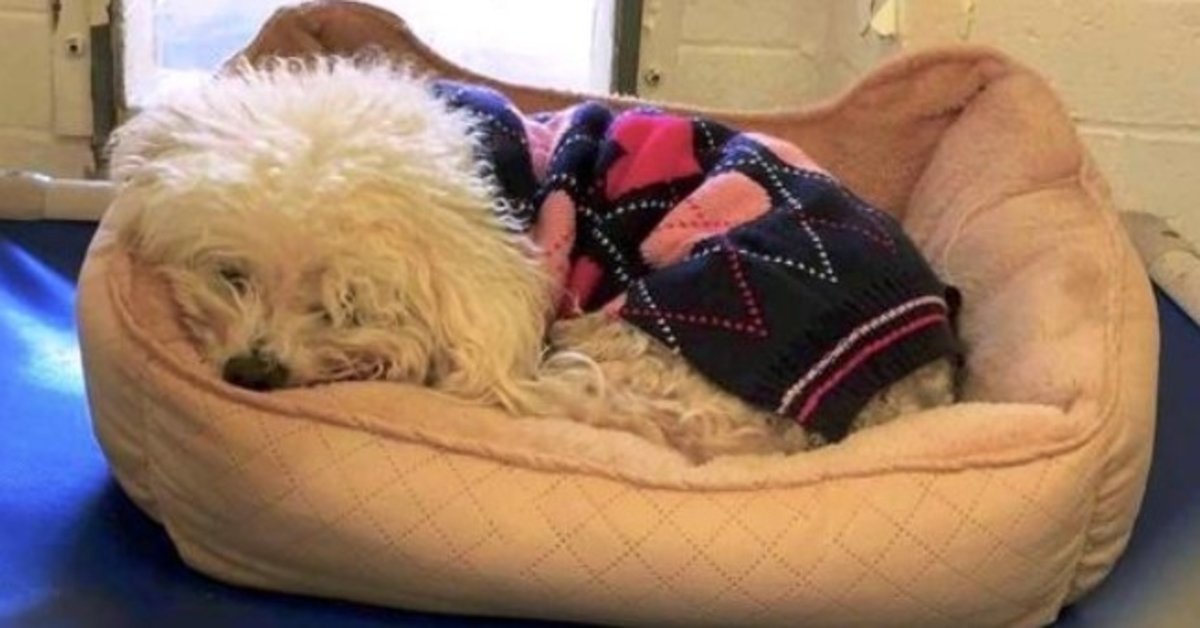 Pes vyhozený podruhé se drží své staré postele a odmítá zvednout hlavu