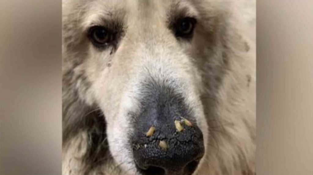 Pes jen několik dní od smrti objeven s červy lezoucími v čenichu