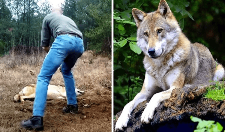 Muž zachraňuje umírajícího vlka a její mláďata, o roky později vlk vrací laskavost