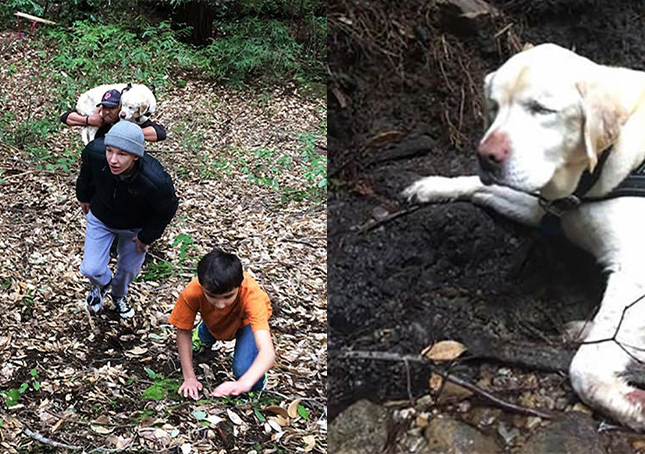 Slepý pes ztracený v lese na 1 týden nalezen a zachráněn hasičem