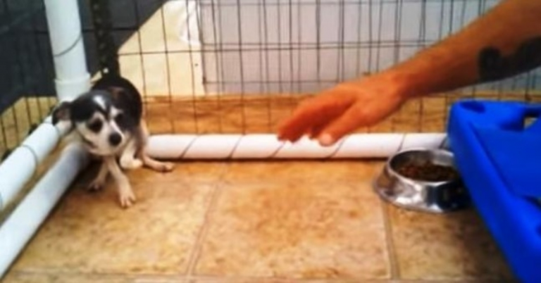 Malý pes týraný pro děti v štěněcím mlýně se schovává v rohu, když se člověk blíží