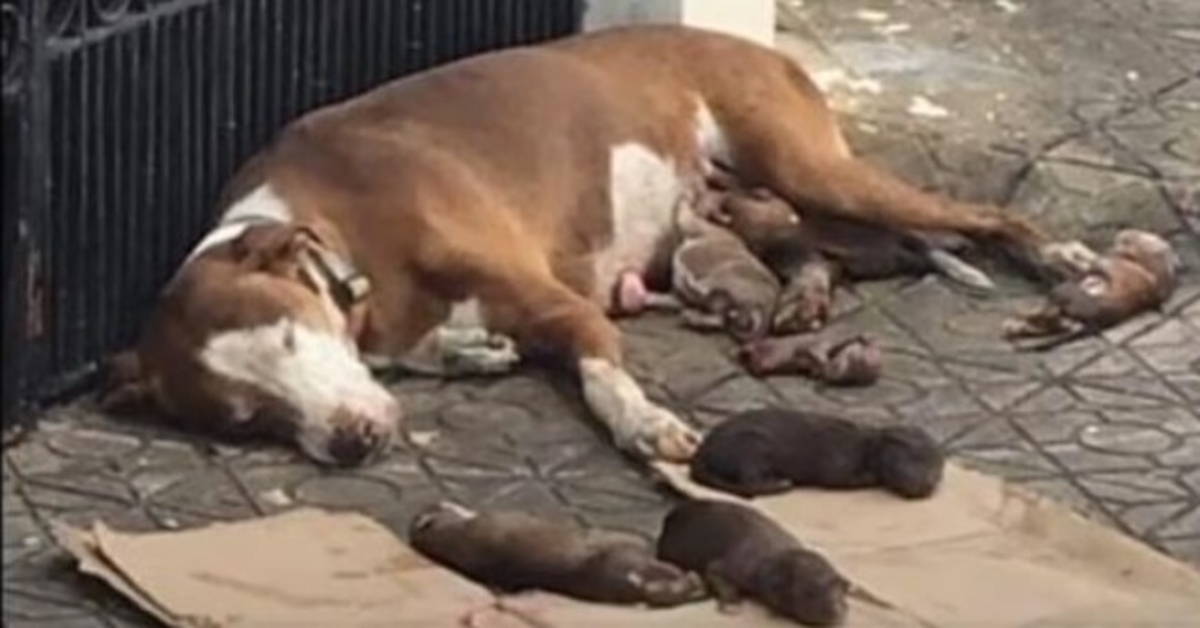 Hladovějící máma pes a její podvyživení novorozenci zachránili právě včas