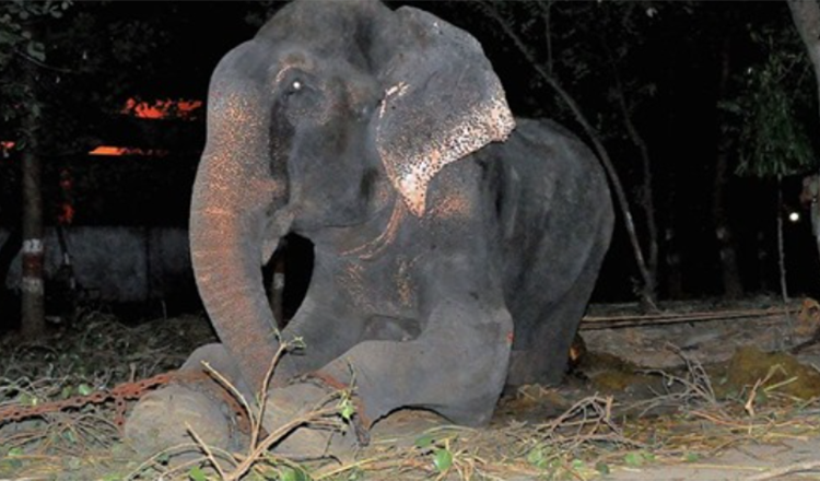 Slon Raju pláče poté, co byl zachráněn z 50 let utrpení v řetězech
