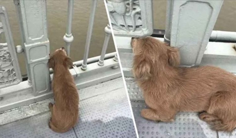 Loajální pes čeká na mostě čtyři dny poté, co sledoval, jak si majitel bere život