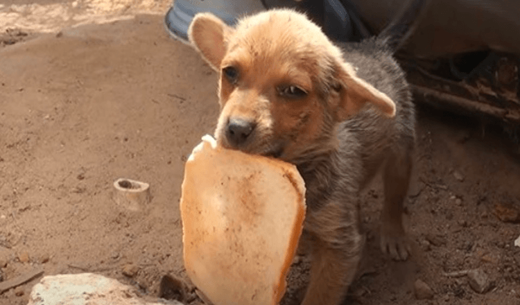 Zapomenuté štěně, jehož sourozenci byli adoptováni, se snaží o sebe postarat v odpadu