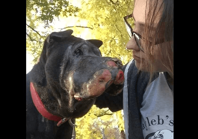 Dívka zachrání umírajícího psa a pak jí dá vědět, že je čas říct 'sbohem'