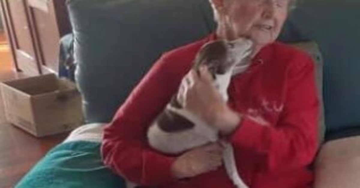 Pes 85leté ženy zemřel, ale nikdo jí nedovolí adoptovat nového psa