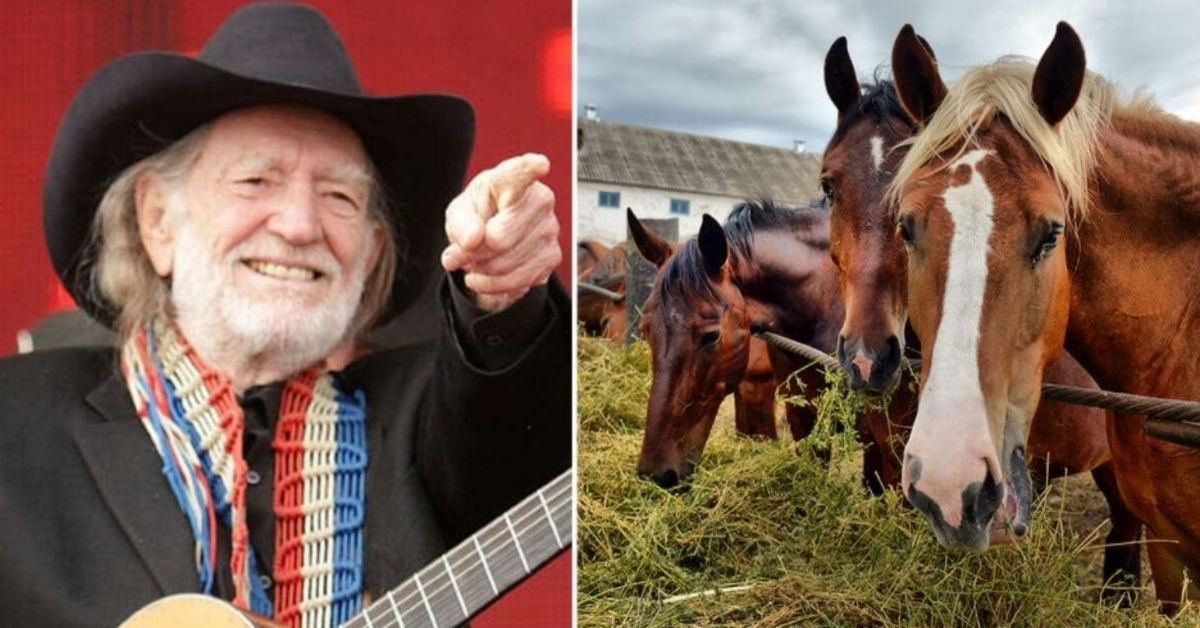 Willie Nelson zachránil 70 koní z jatek, aby je nechal volně pobíhat na svém texaském ranči