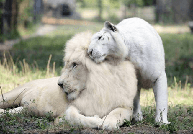 Bílý lev a bílý tygr měli spolu děti a jsou to ty nejrozkošnější věci na Zemi