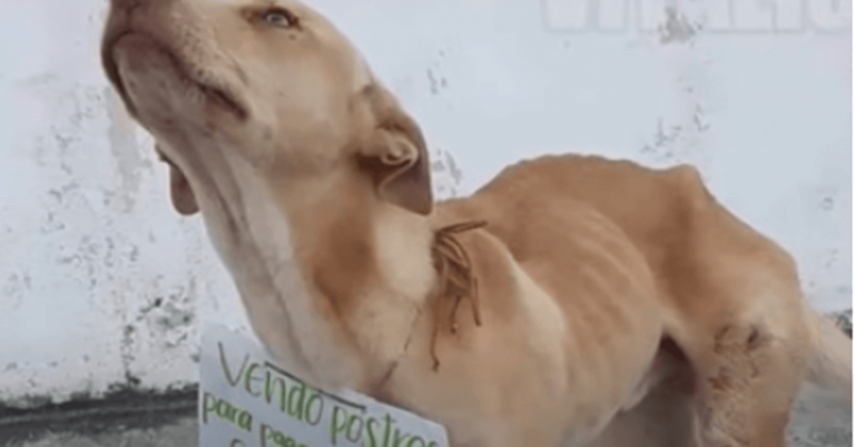 Toulavý pes, který prosil lidi, aby si koupili koblihy, aby financovali své náklady na operaci, je nyní v nebi