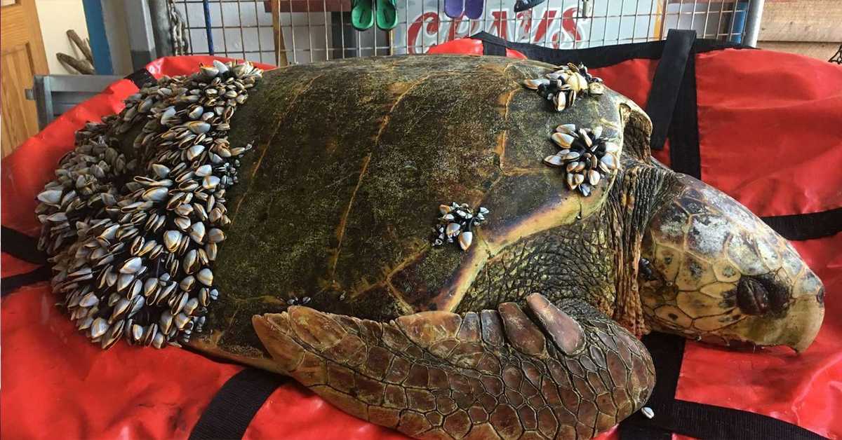Rybář najde želvu plovoucí na vodě s vilhelníky pokrývající celé jeho tělo