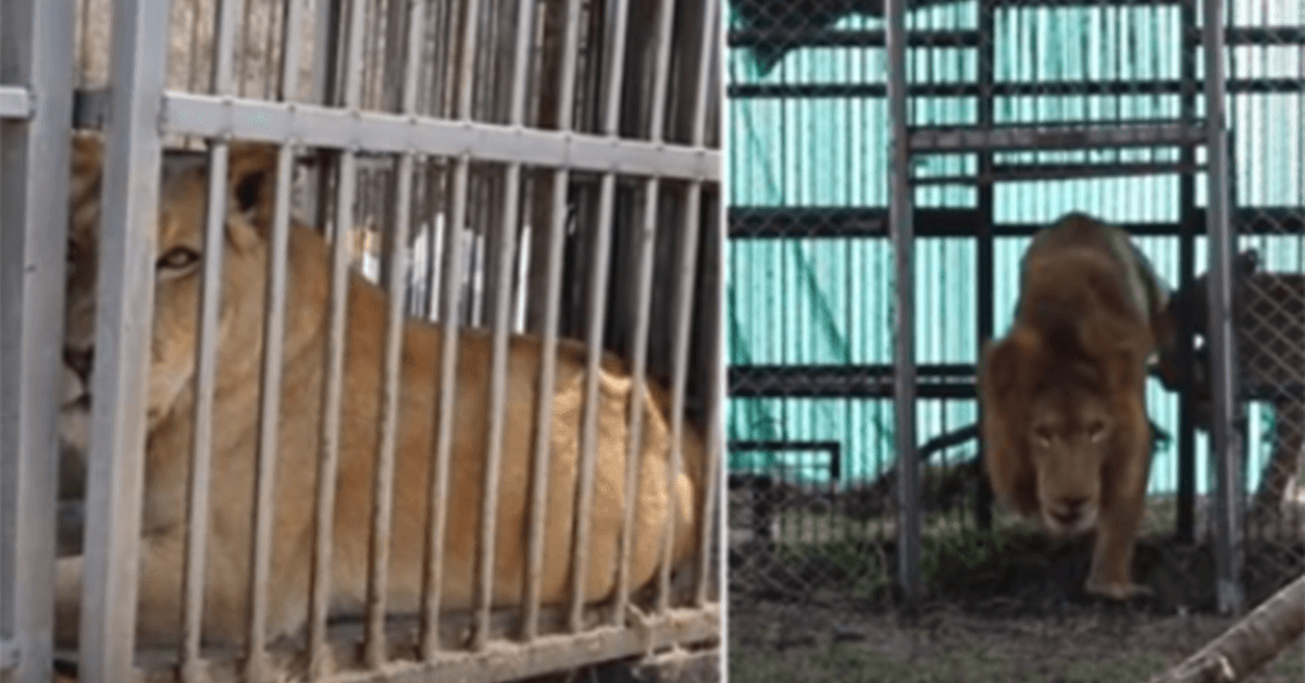 Po 8 letech v kleci se zachránění cirkusoví lvi poprvé dotkli trávy