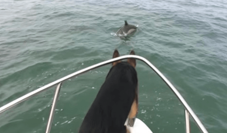Pár delfínů škádlí německého ovčáka – tak za nimi skočí do vody
