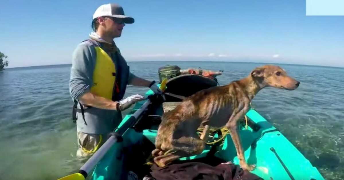 Muž zachrání hladovějícího psa samotného na vzdáleném ostrově a přivede ho domů