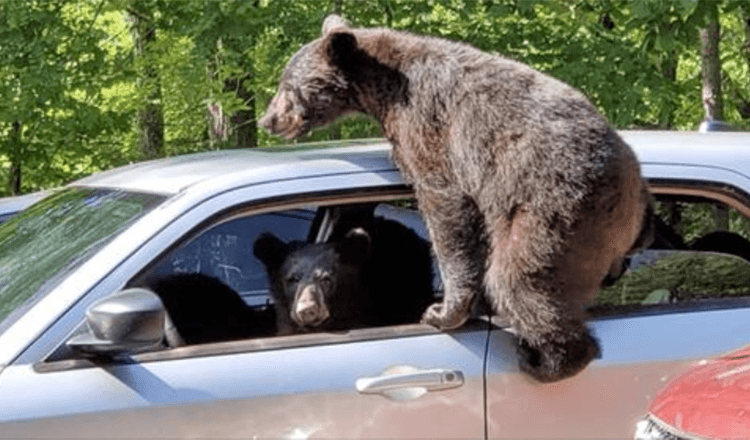 Muž jde ven a zjišťuje, že se mu do auta vkradla celá rodina medvědů