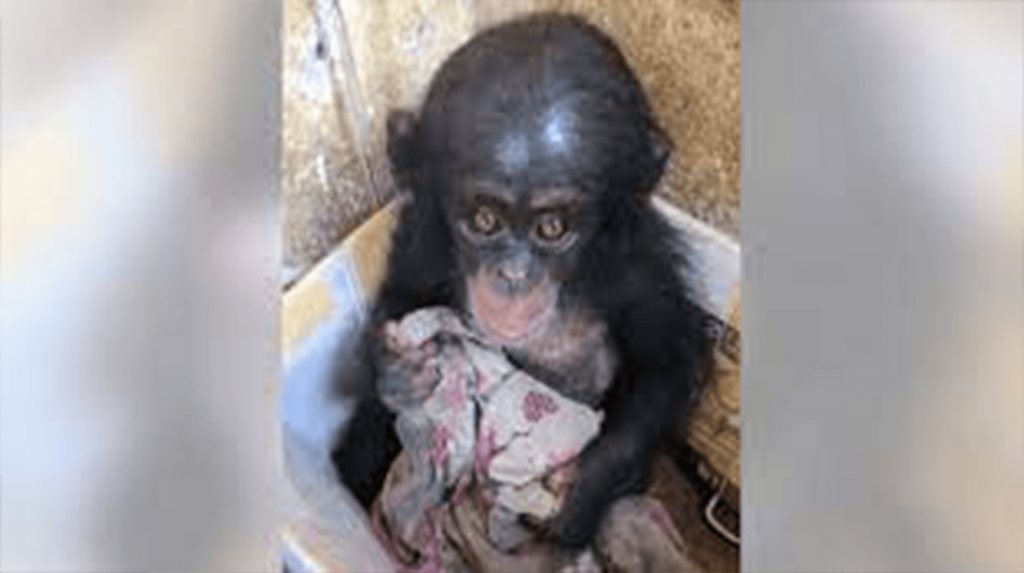 Mládě šimpanze bylo drženo v krabici po celé měsíce, kde se držela staré látky pro pohodlí
