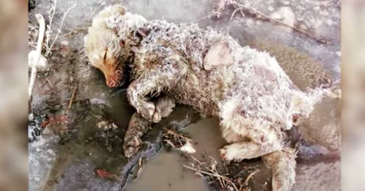 Žena se pokusila zvednout její bezživotné štěně ztuhlé tělo a škubla jí tlapka