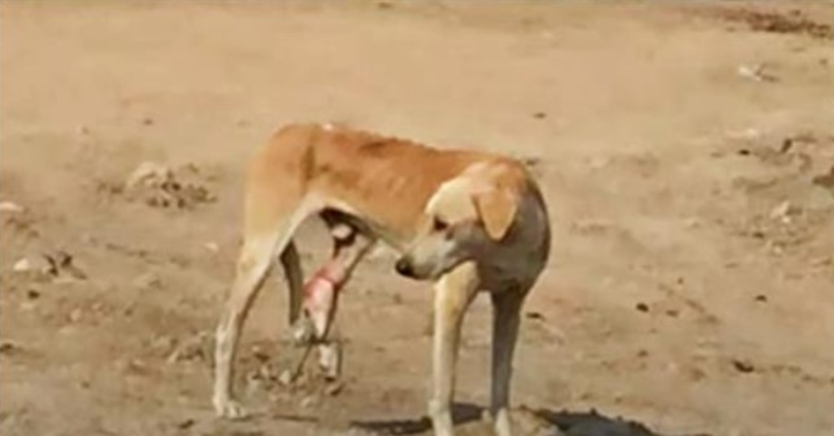 Hladový pouliční pes s uvězněnou nohou nemůže pochopit jeho bolest a chodí kolem něj