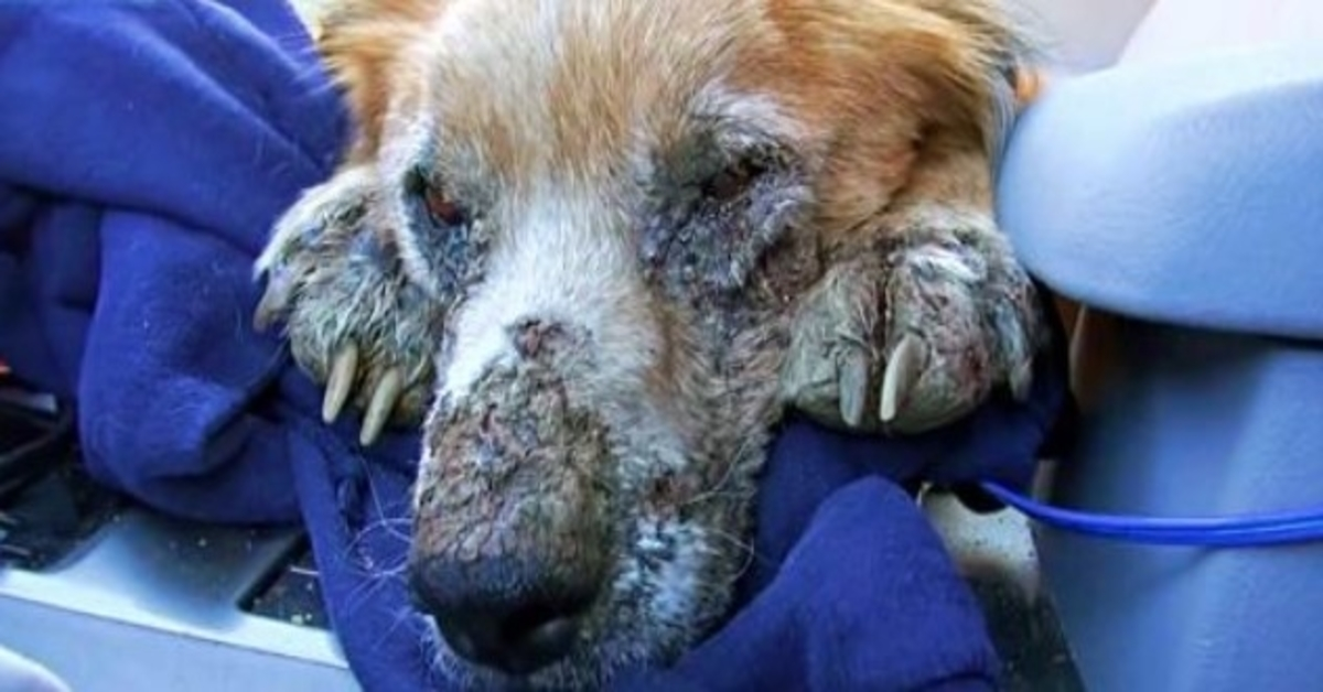 Nemocný pes bez domova zavřel oči a věděl, že je poprvé v bezpečí
