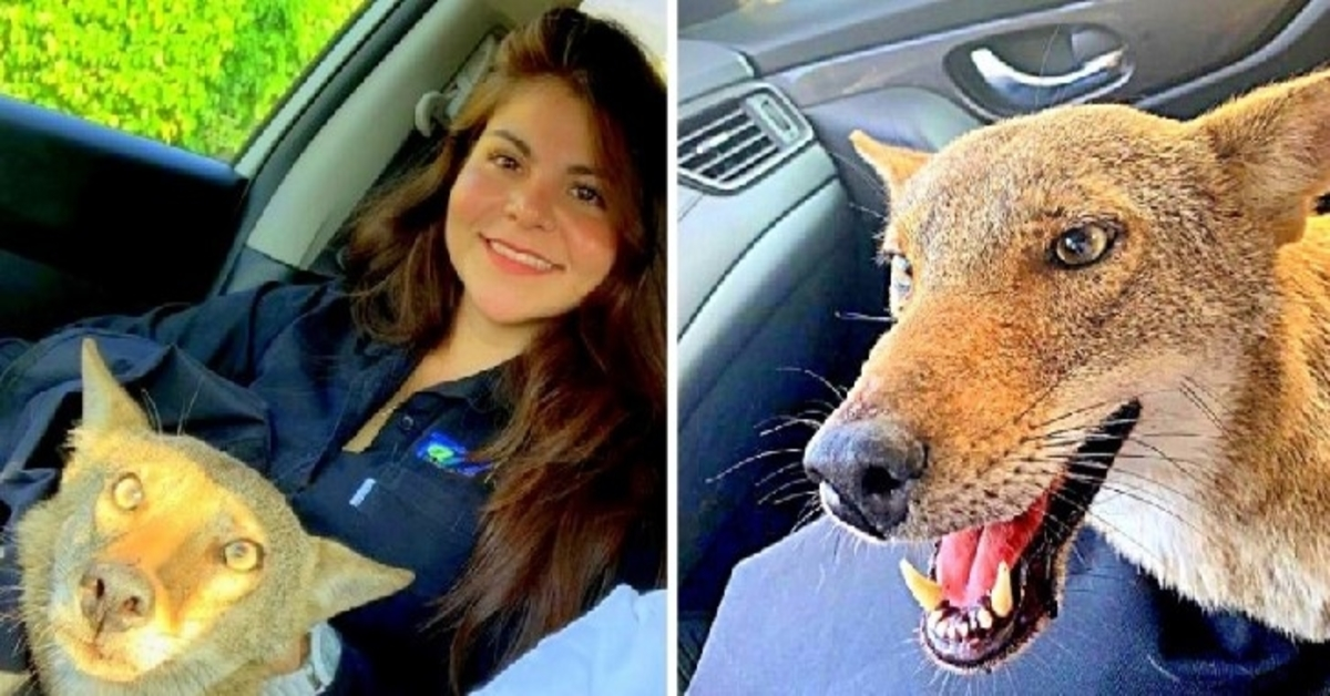 Žena zachraňuje „zraněného psa“, je překvapená, když veterinář říká, že to ani není pes