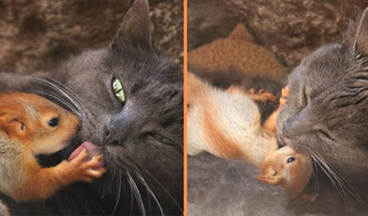 Čtyři osiřelé veverky najdou něžnou lásku poté, co je adoptovala máma kočka