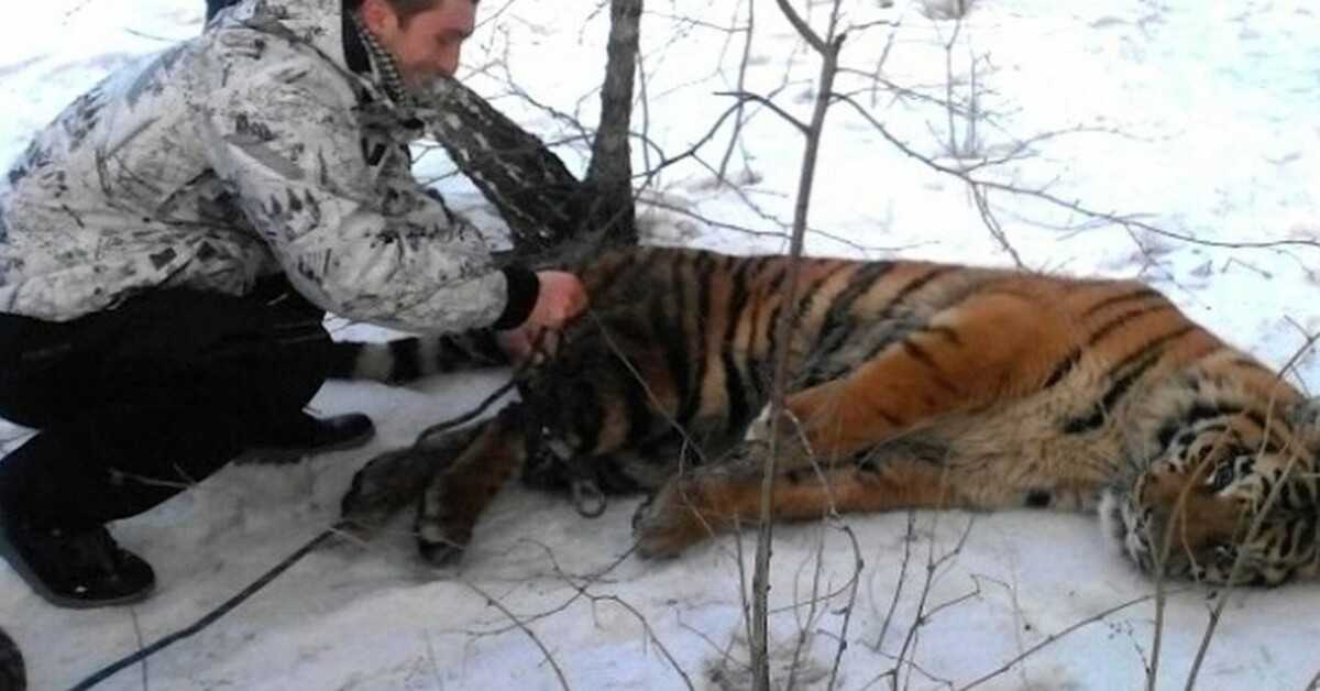 Divoký tygr přišel požádat o pomoc, aby mu sundal smyčku kolem krku