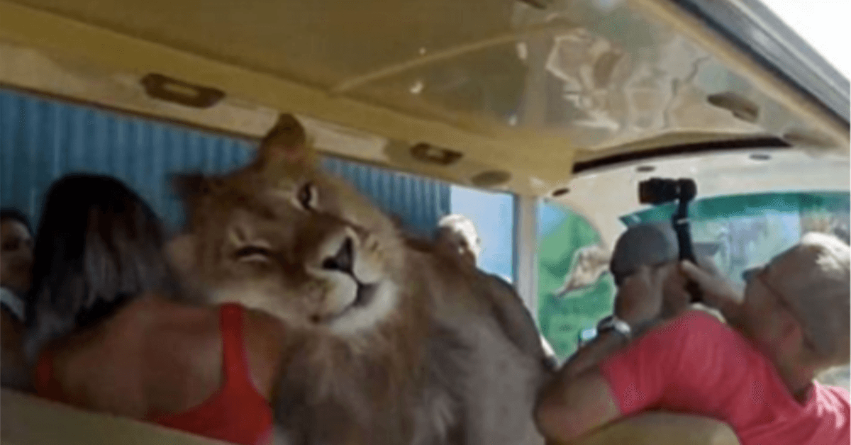 Lev vlezl do autobusu a chtěl být milován lidmi