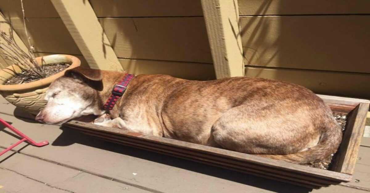 Nemocný pes se 11 let potuloval po ulicích. Jednoho dne usnulo na verandě ženy, která jí změnila život