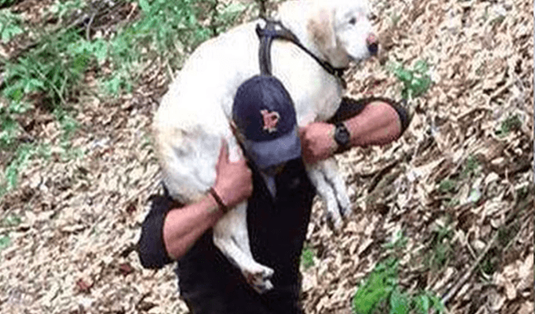 Slepý pes pohřešovaný déle než týden je zachráněn