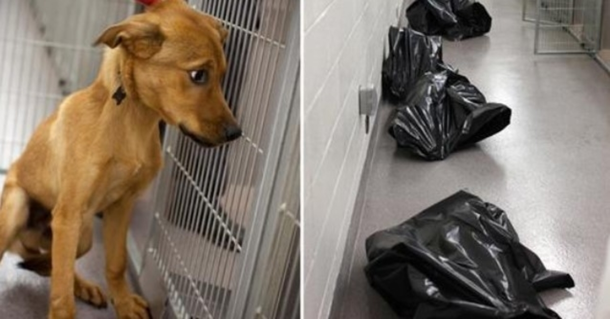 Zaměstnanci útulku sdílí srdcervoucí fotografii, aby ukázali, co se stane s nechtěnými psy
