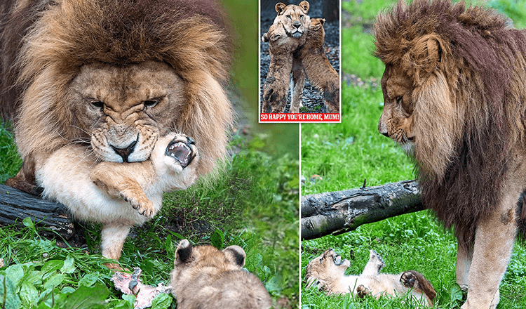 Otec lva se snaží postarat o 5 neukázněných mláďat, zatímco jejich matka se vzpamatovává z útoku jiné lvice