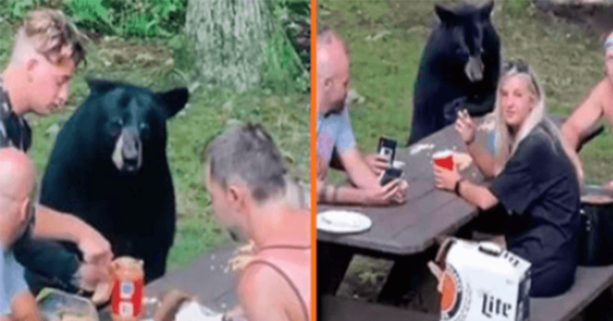 Divoký černý medvěd se připojuje k rodinnému pikniku a požaduje sendviče PB&J
