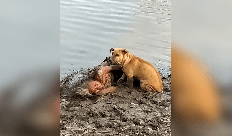 Toulavý pes najde a ochrání slepou starší ženu u řeky