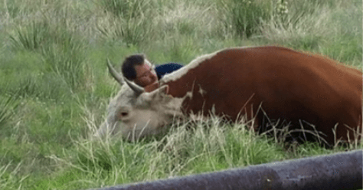 Muž chycen na kameru utěšující zoufalou krávu poté, co přišla o tele