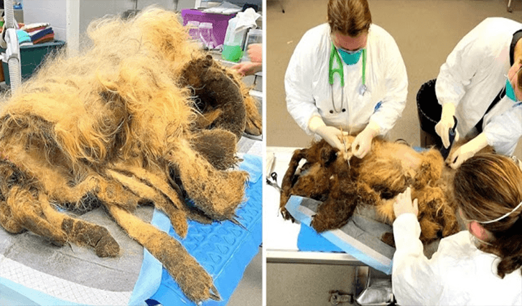 Starší pes trpí vážným zanedbáním po smrti majitele, nalezen s 9 lb srsti