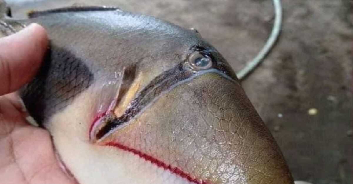 Překvapený chytit „divnou“ rybu se zuby a ústy jako člověk