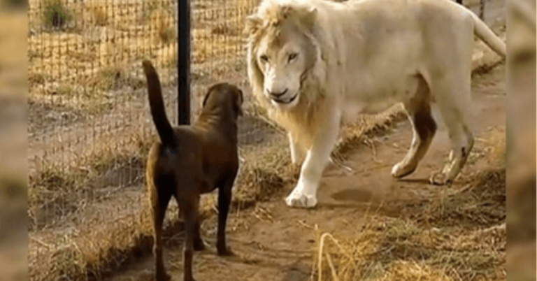 Labrador přichází tváří v tvář s obrovským bílým lvem, ale lev ji chytne za nohu