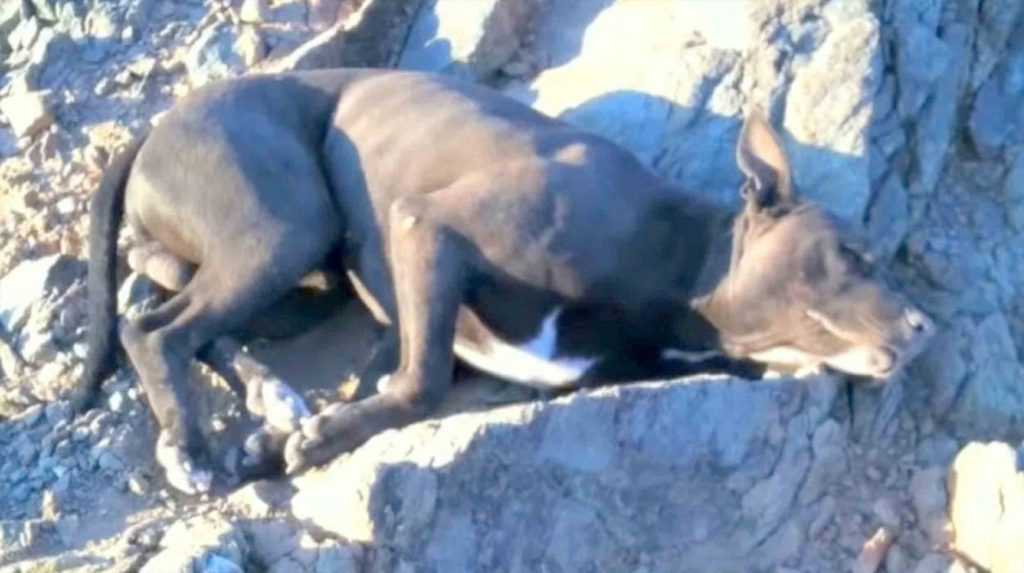 Turista najde umírajícího psa s ranami po kulkách a hodinu ho nesl, aby našel pomoc