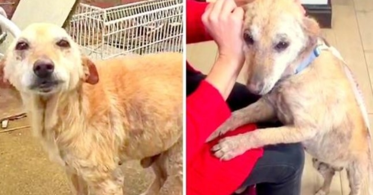 Veterinář požádal o eutanázii nechtěného štěněte, ale smutné štěně stále chce žít