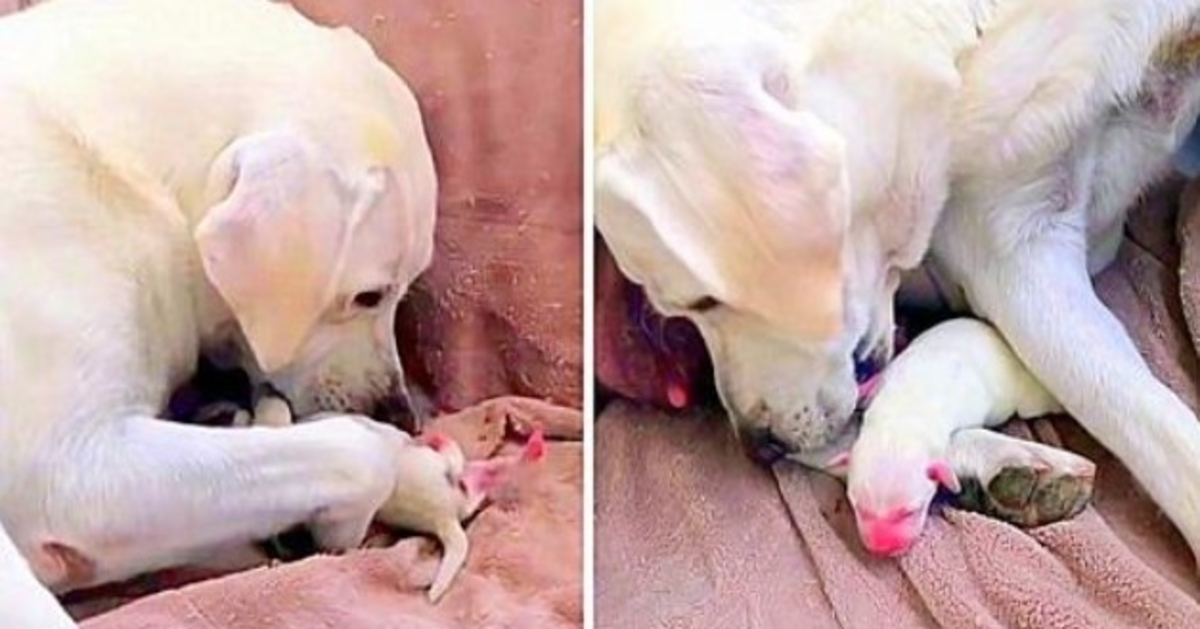 Mama Dog Desperately Tries To Save Her Weakest Puppy & The Runt Of Her Litter