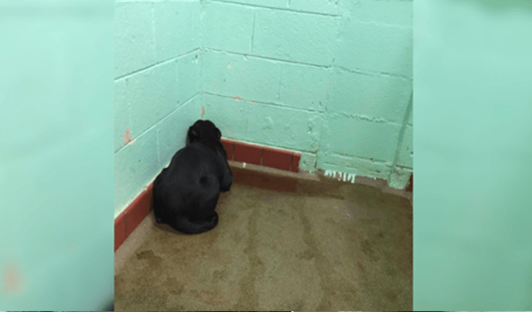 Útulkový pes tak zmrzlý strachem, že se neodvrátí tváří od zdi, a veterinář rozpozná týrání