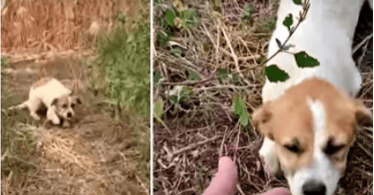 Poškozené štěně Unavený z běhu Hluboko kopá, aby přijal ruku, než vybuchne obloha