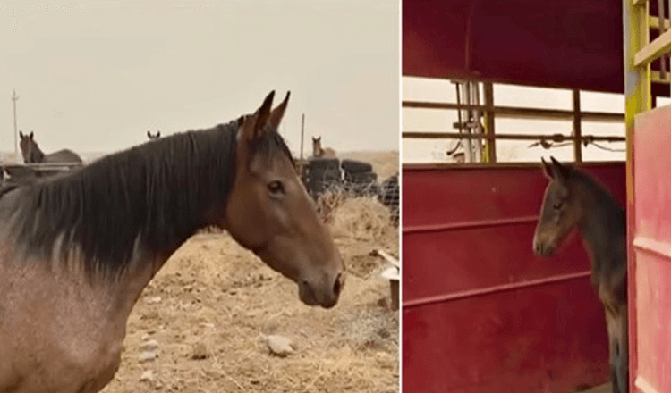 Strašný divoký kůň riskuje její svobodu přivést zpět dítě, o které přišla