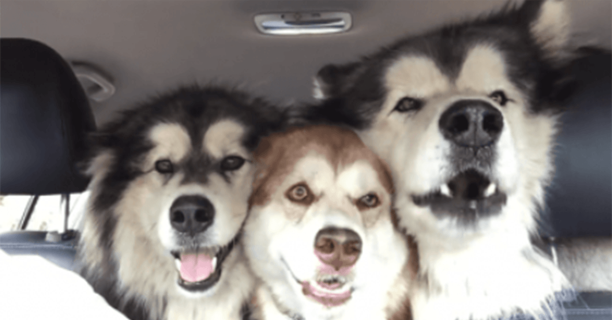 Tři rozladění malamuti zpívají na vrcholu svých plic uvnitř auta