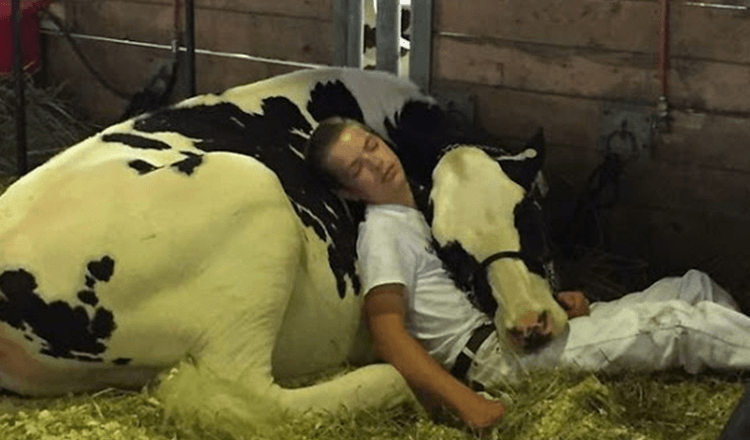 Unavený chlapec a jeho kráva prohrají na veletrhu mléčných výrobků, usnou a vyhrají internet