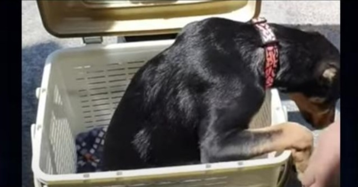 Pes v košíku s „půlkou těla“, kterého nikdo nechce, upírá oči na 1 muže