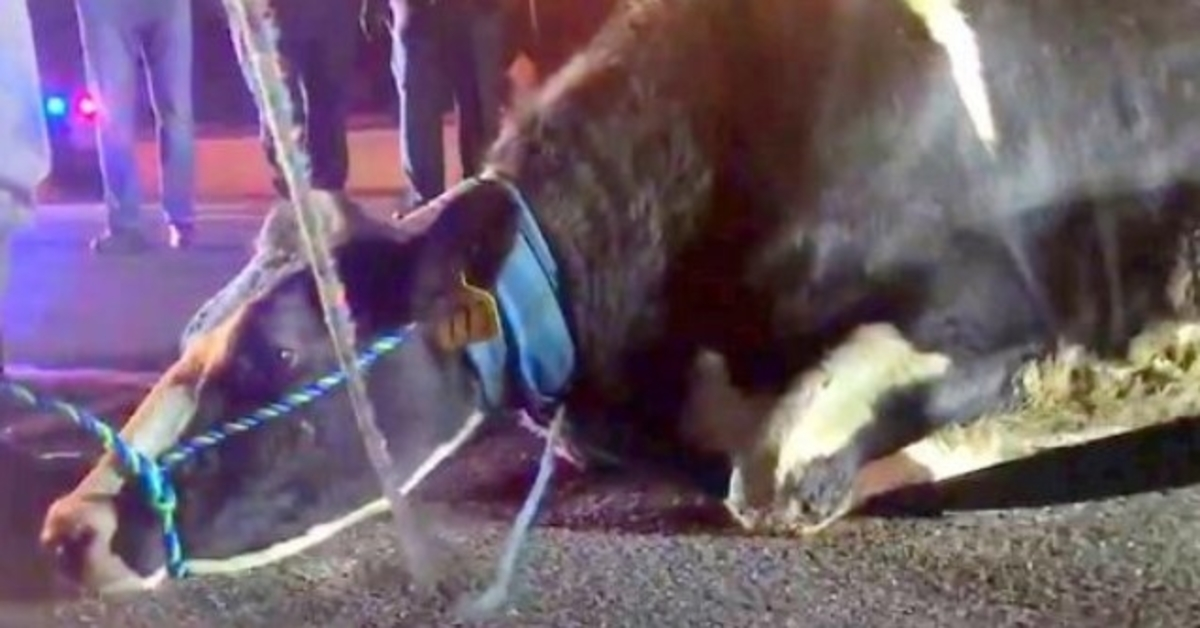 Těhotná kráva, která se zoufale snaží zachránit dítě, vyskočí z náklaďáku na cestu na jatka